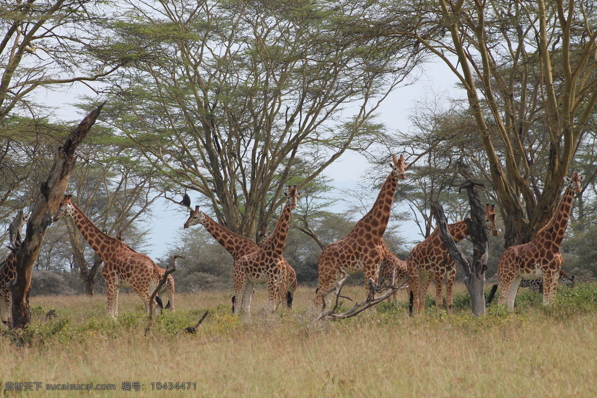 长颈鹿 森林 树林 草地 非洲 旅游图片 生物世界 野生动物