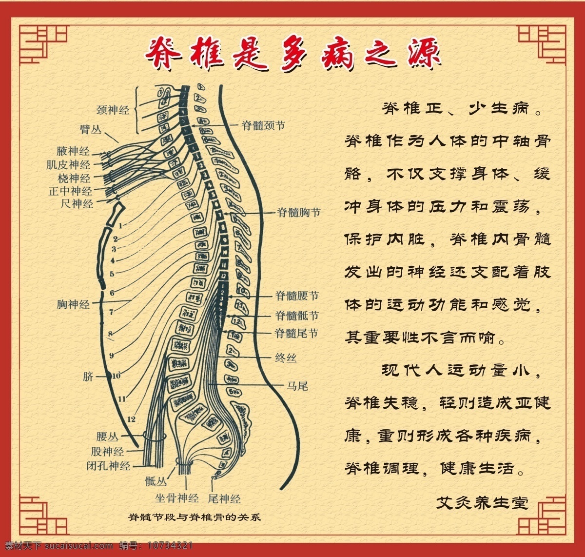 脊椎 脊椎图 脊髓节段 脊椎骨 养生 脊髓 中医图 古典花纹 古典图 展板模板 广告设计模板 源文件
