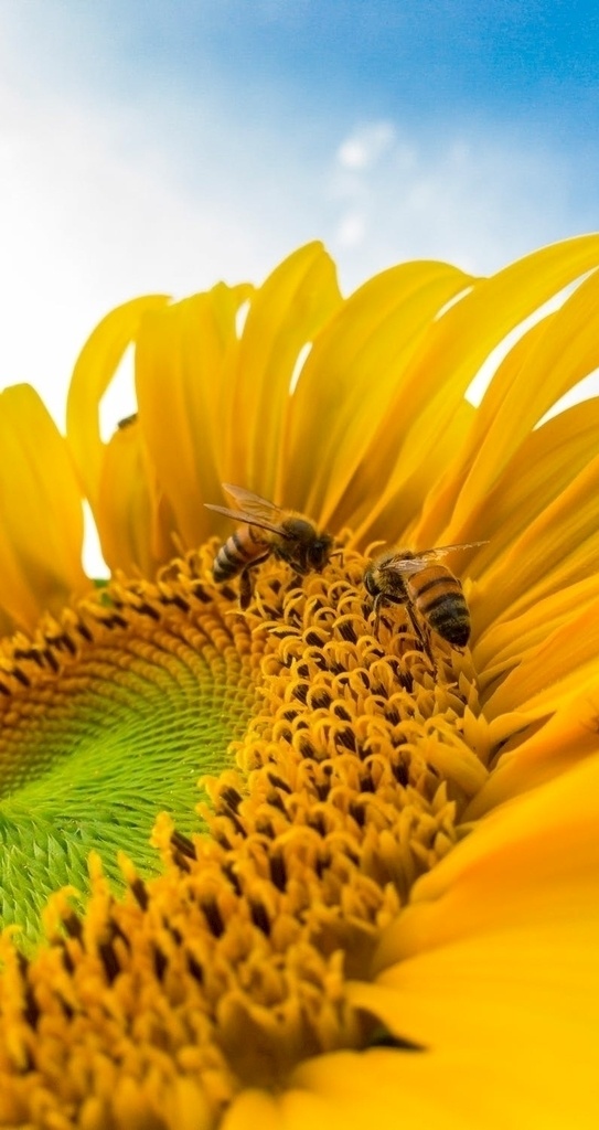 采蜜 蜜蜂 向日葵 黄花瓣 蓝天 花粉 自然景观 自然风景