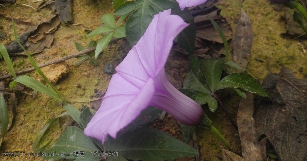 牵牛花 喇叭花 紫色花 花卉 花朵 植物 花 生物世界 花草