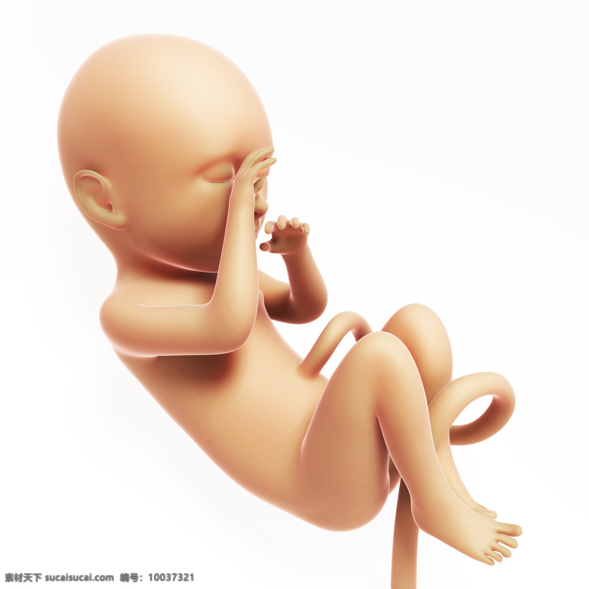 成形 胎儿 脐带 婴儿 发育 孕育 胚胎发育 儿童图片 人物图片