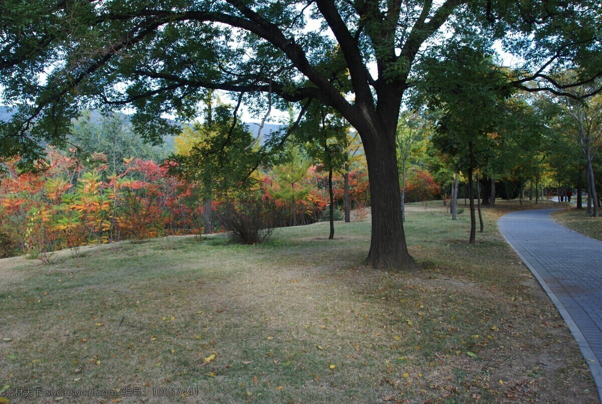 金黄色 秋天 风景