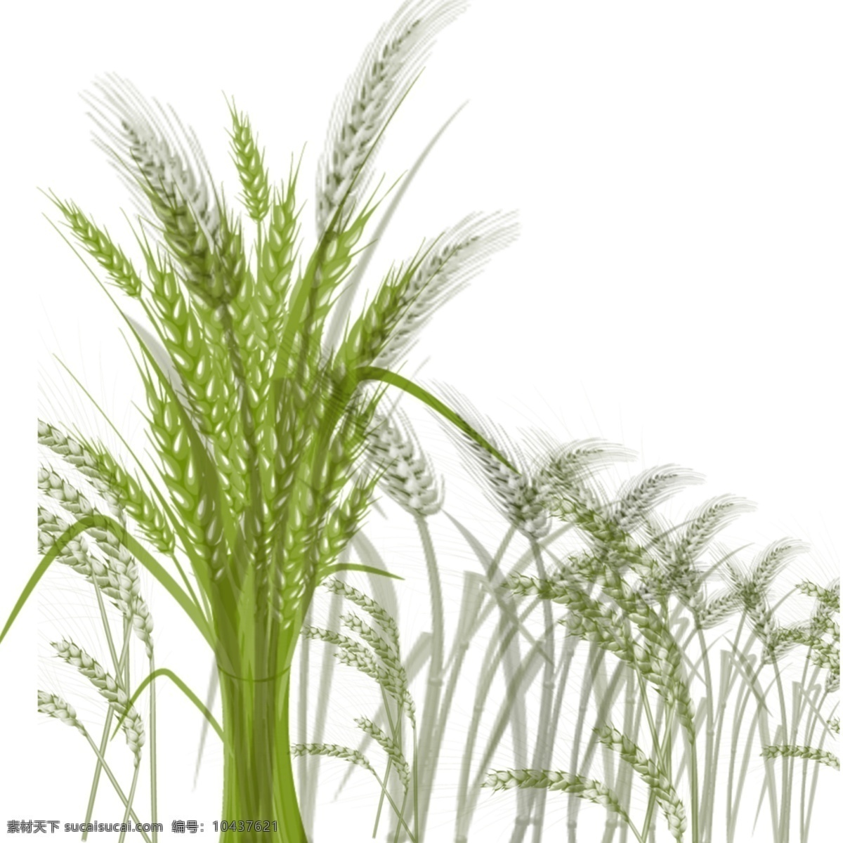 绿色 小麦 麦穗 元素 小麦麦穗 庄家 麦子 禾苗 稻穗 卡通麦穗 矢量麦穗 绿色庄家 麦田