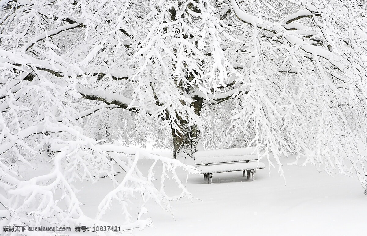 公园冬日雪景 冬日雪景 雪景图片 雪景 寒冬 冬天