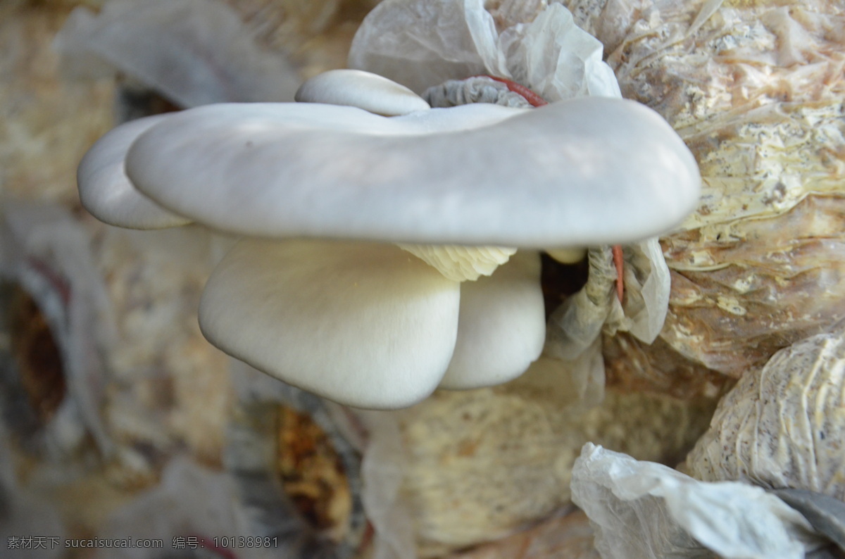 平菇 蘑菇 自然 食品 蔬菜 新鲜 健康 真菌 菇 栽培菌 餐饮美食 食物原料