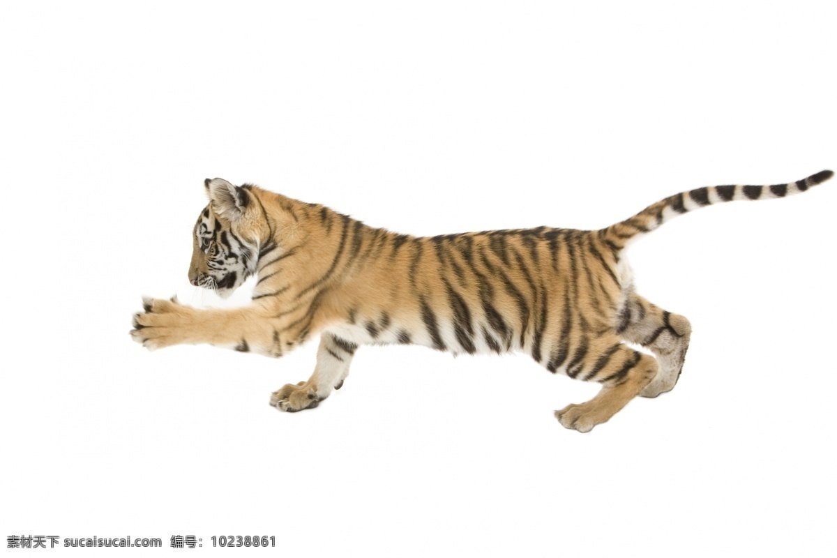 小老虎 老虎 保护动物 野生动物 动物 生物世界