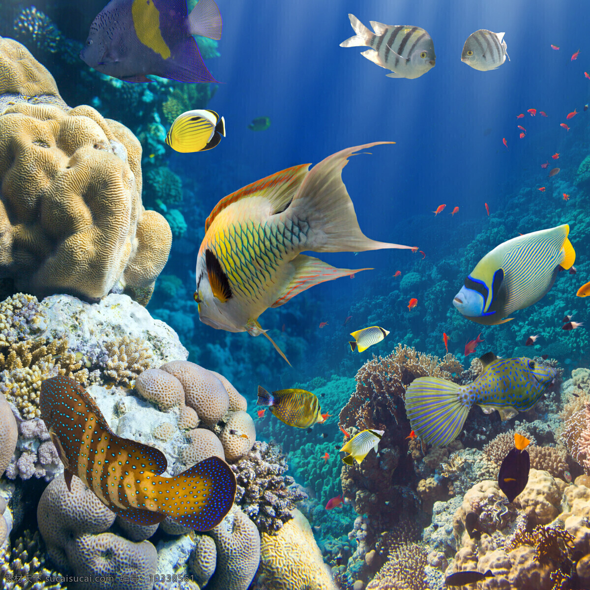 海底 生物 蓝色大海 蓝色 水 海洋 珊瑚 鱼 背景 水中生物 生物世界 海底生物摄影