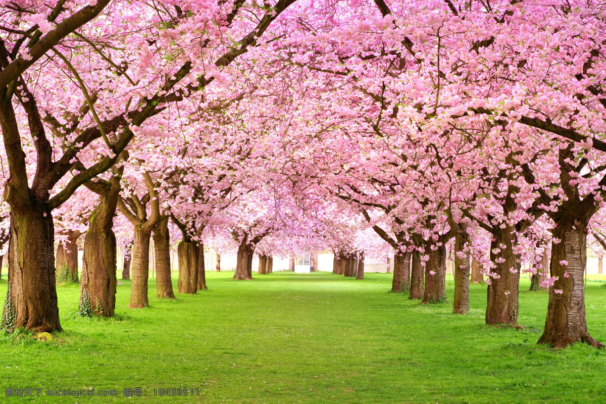 樱花背景墙图 装饰画 背景墙 壁画 粉色背景 粉色浪漫背景 海报 花 浪漫背景 时尚