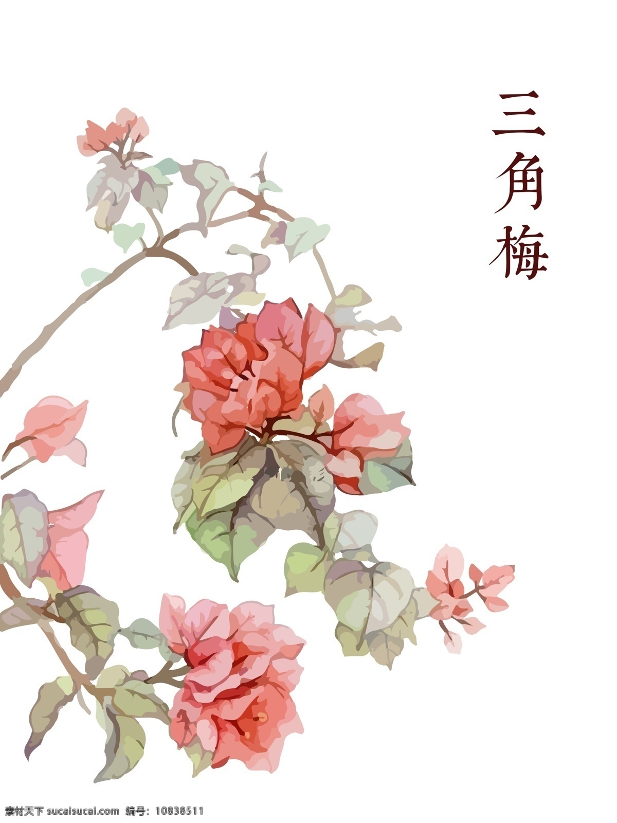 手绘 粉色 花 三角梅 叶子 粉色花 叶子花 紫茉莉 花枝 平面设计素材