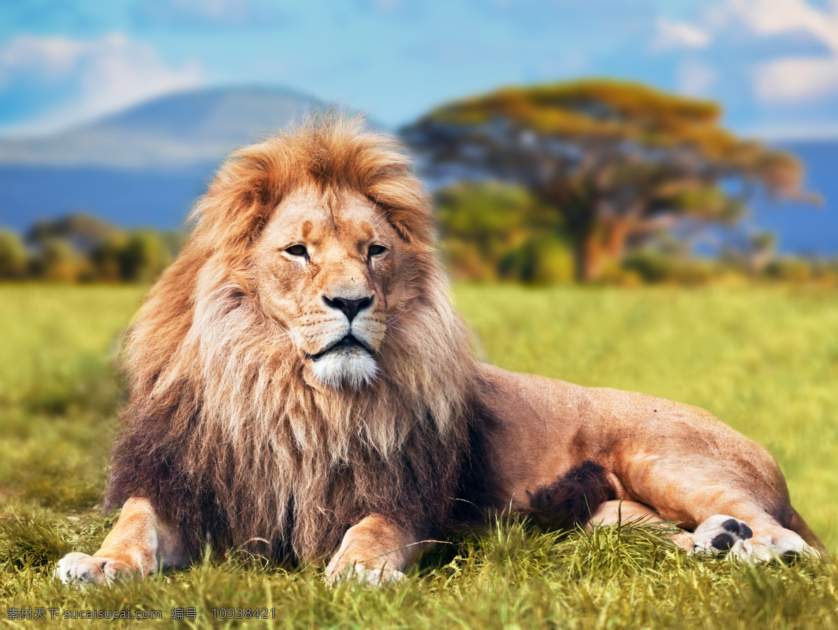 非洲雄狮高清 雄狮 狮子 动物 肯尼亚风光 美丽风景 美景风景 美丽景色 肯尼亚主题 肯尼亚旅游 非洲风光 唯美风景 风景图片 黄色
