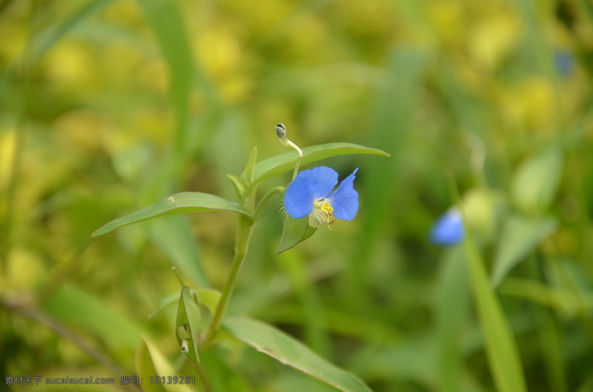 鸭跖草 野花野草 竹节菜 鸭鹊草 耳环草 蓝花菜 翠蝴蝶 三角菜 蓝花水竹草 淡竹叶 聚伞花序 三瓣 深蓝色 一朵 花草 生物世界