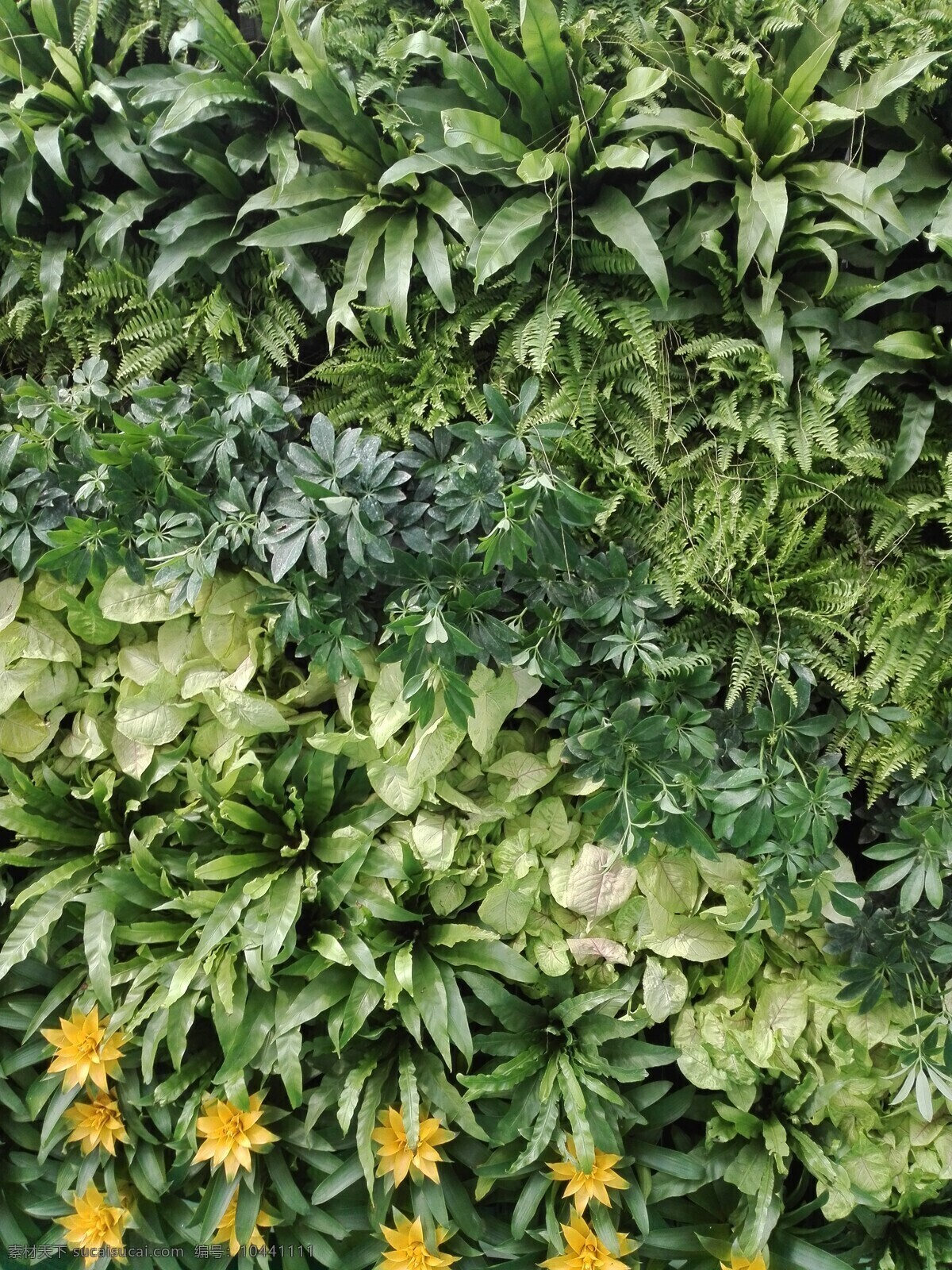绿色背景 植物墙 植被墙 背景墙 绿植墙 绿色植物 绿植背景 绿色植物墙 生物世界 花草