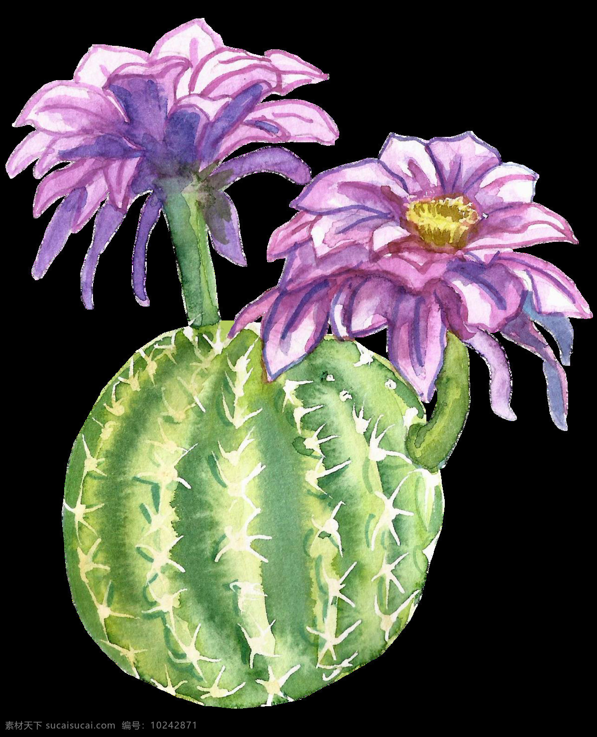 紫色 水彩 手绘 仙人球 花朵 透明 素 卡通 透明素材 免扣素材 装饰图案