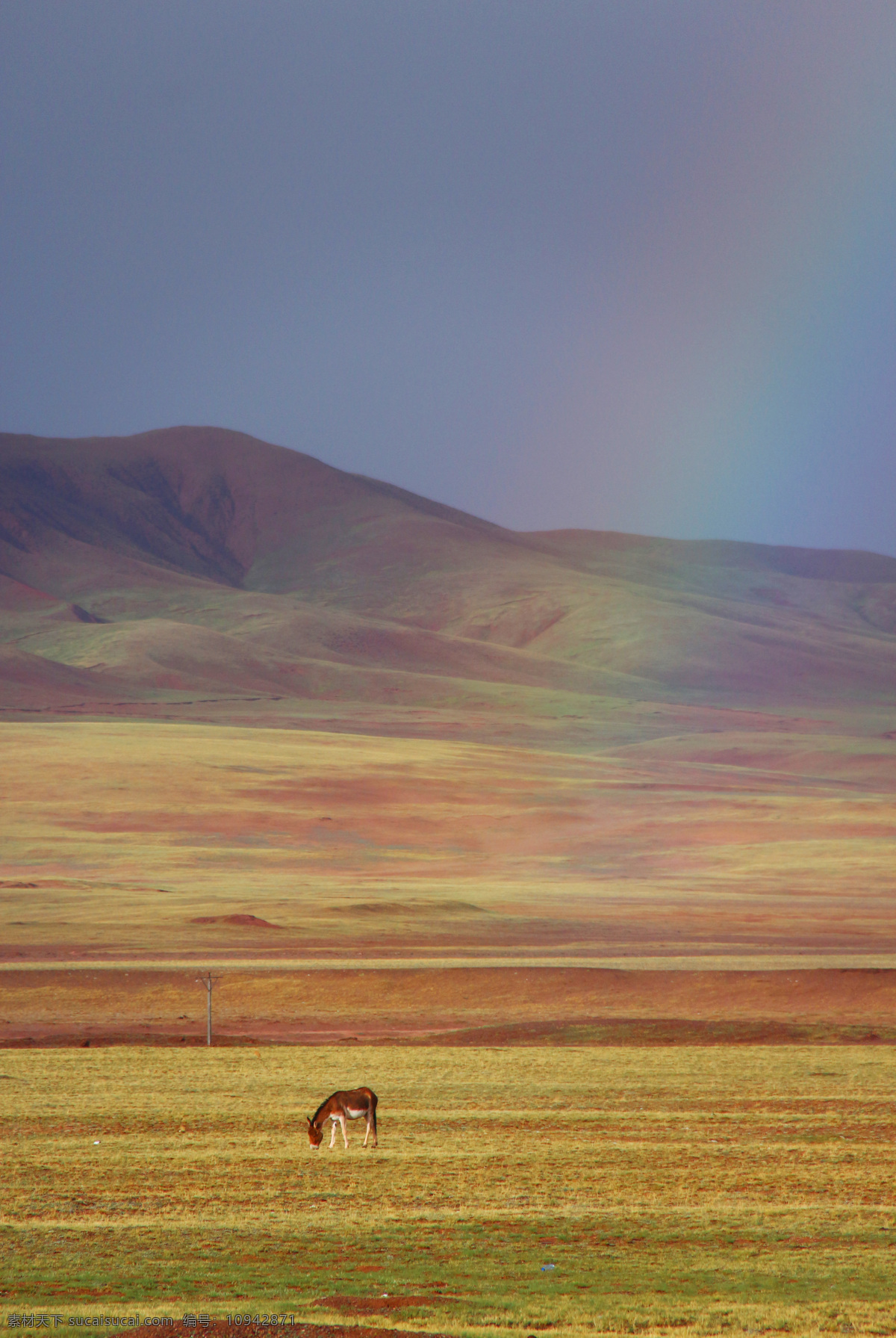 可可西里 青藏 西藏 青海 沙漠 草原 驴 藏驴 彩虹 自然景观 自然风景