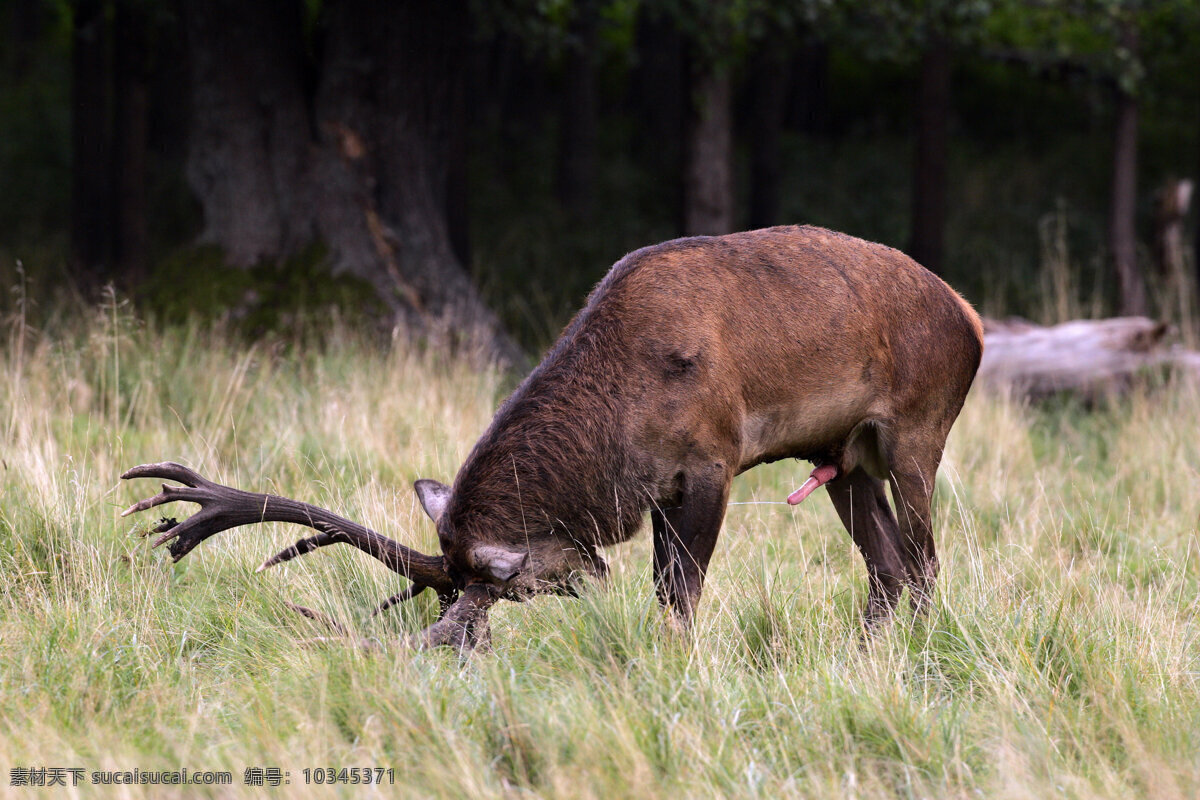 草地 上 鹿 麋鹿 草原 野生动物 动物世界 摄影图 陆地动物 生物世界