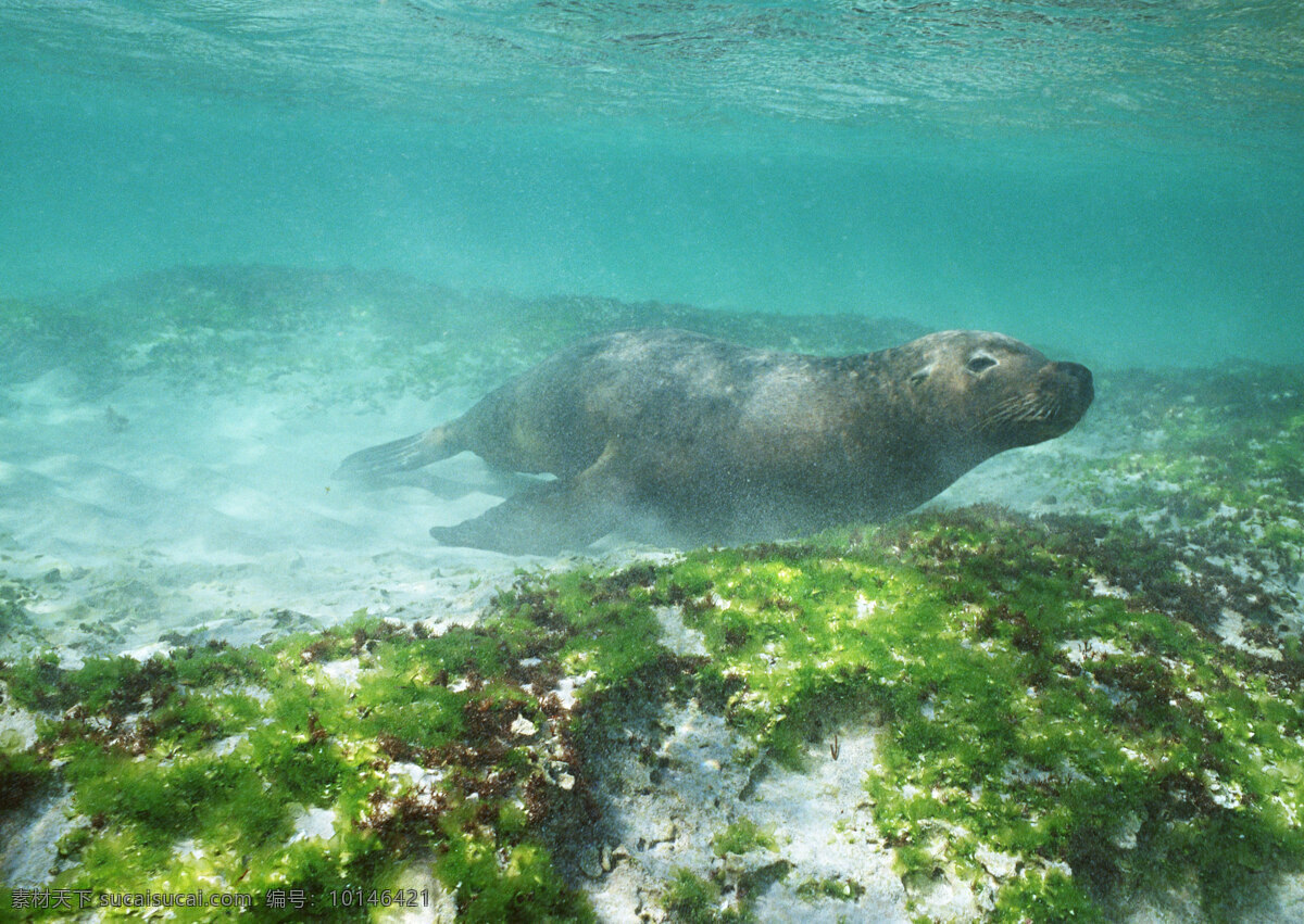海底 海豹 动物世界 生物世界 海底生物 海洋生物 大海 海狮 水中生物