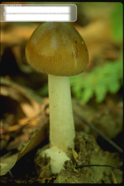 蘑菇 菌类 野生 高精度 生物世界 其他生物 摄影图库 摄影图 黑色