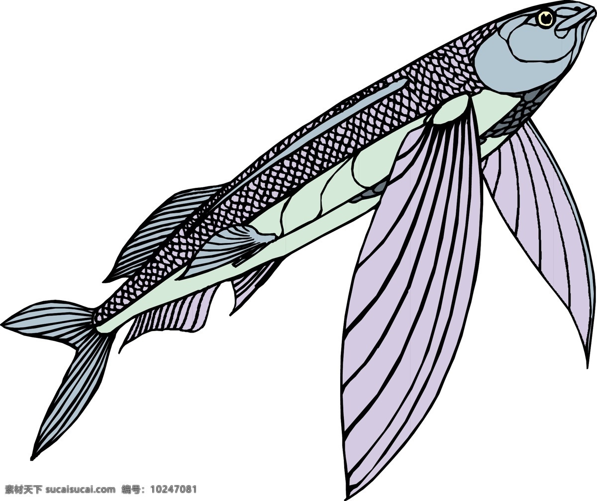 飞鱼图片 海洋 鱼类 矢量 魔鬼鱼 大眼鱼 海洋动物 生物 鱼 虾蟹 淡水鱼 印刷 飞鱼 共享图区 生物世界