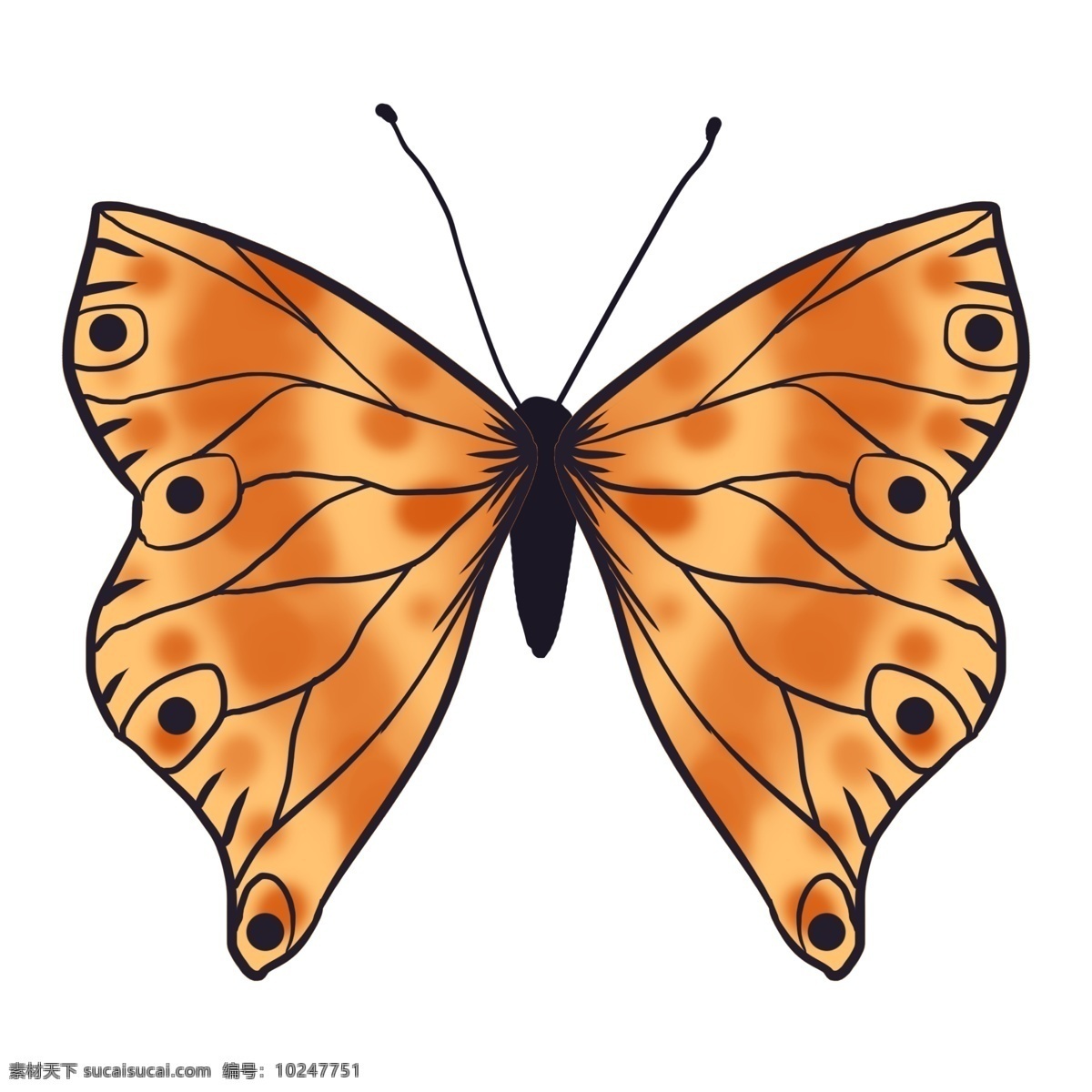 动物 昆虫 蝴蝶 棕色 标本 写实 免抠