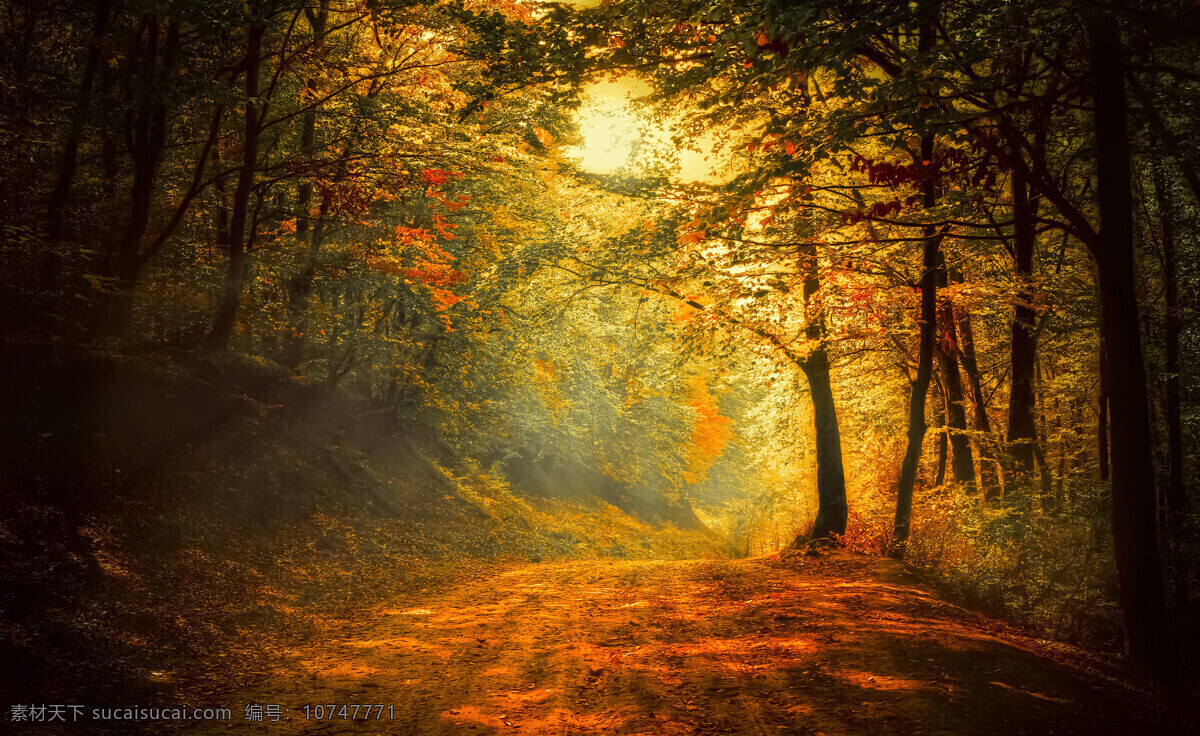 秋天树林景色 美丽风景 树林风景 秋季风景 秋天 道路风景 美丽景色 自然风光 风景摄影 美景 自然风景 自然景观 黑色
