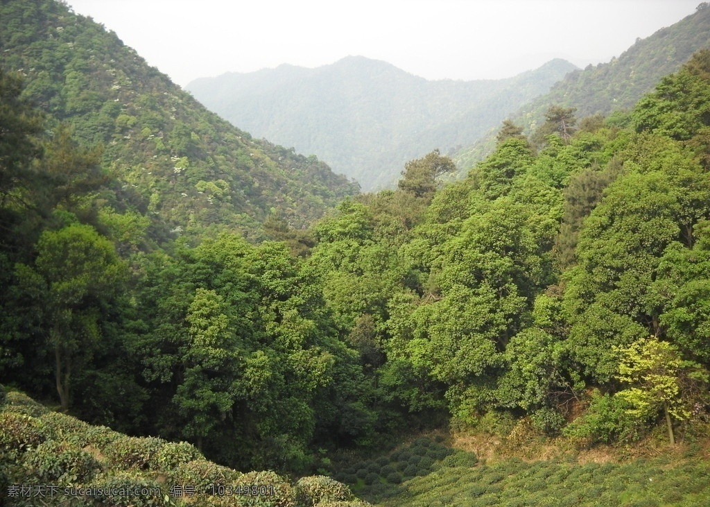 树林 山坡 雾气 风景 晨曦 山峦 山峰 高山 雾 天空 大山 自然风景 自然景观