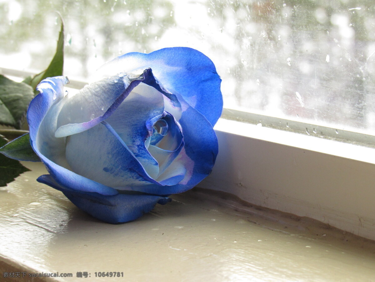 一支蓝玫瑰 一支 蓝玫瑰 玫瑰花 玫瑰 蓝色花朵 鲜花 花朵 花瓣 花枝 花卉 花草 植物 生物世界