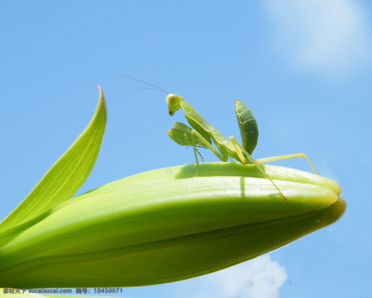 螳螂护花 螳螂 花蕾 昆虫 生物世界 黄色