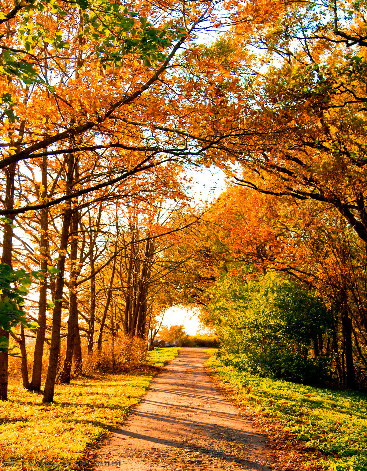 美丽 枫 树林 美丽风景 秋天 秋季 枫树 枫叶 林间小道 落叶 黄叶 风景摄影 山水风景 风景图片