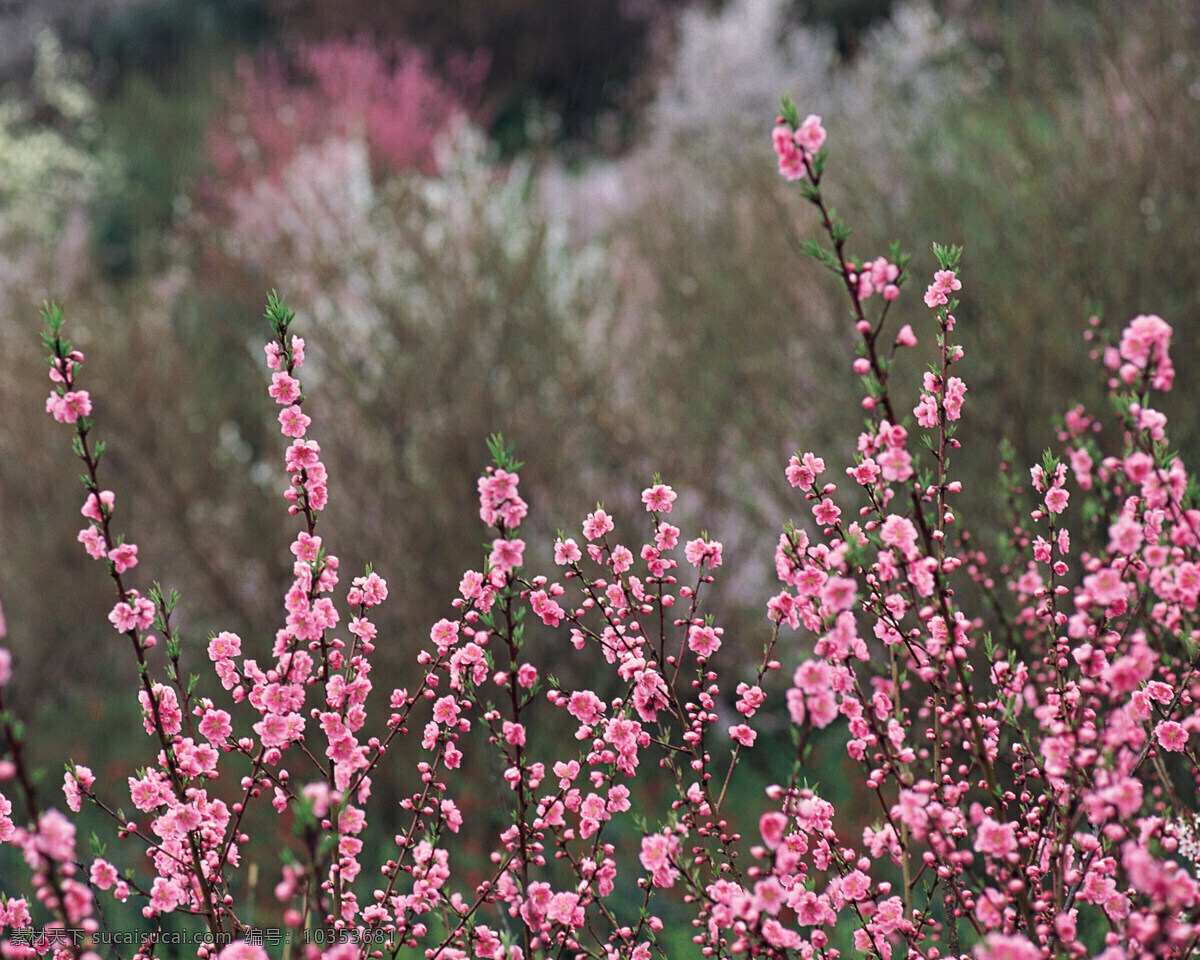 春暖花开 花瓣 花草 花朵 花卉