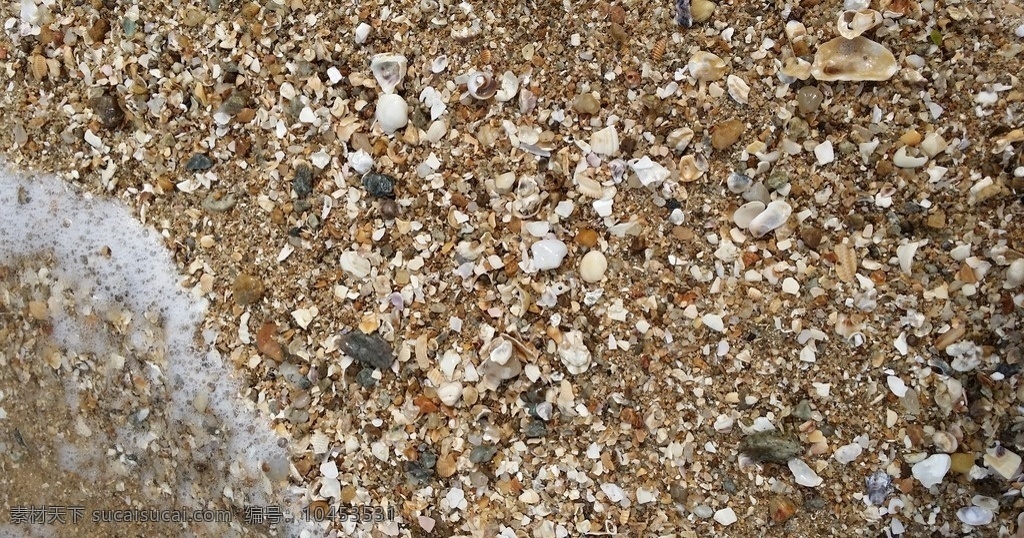 海边 贝壳 海浪 沙滩 海滩 海螺 扇贝 动物 生物世界 海洋生物