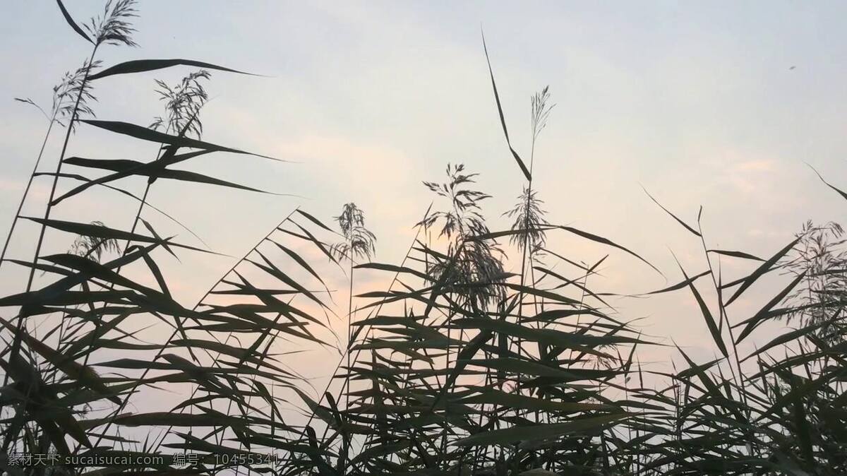 野草 夕阳 视频 黄昏 草丛 草 傍晚