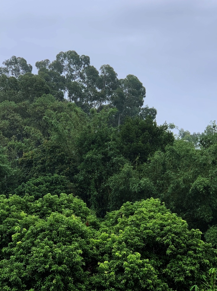 树林图片 树 树林 树林叶 绿色树林 蓝天树林 背景素材 叶子背景 生物世界 树木树叶