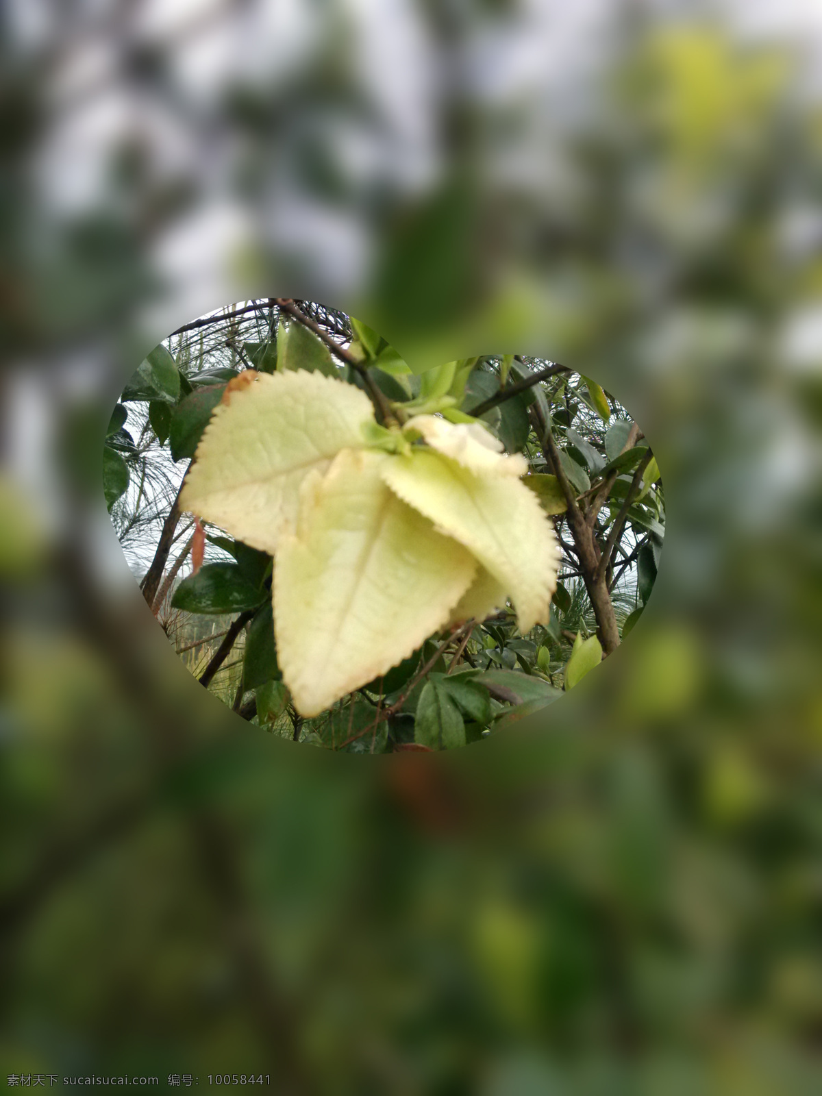 茶叶 茶花 茶油 春天 绿色 摄影作品 生物世界 园林绿化 树木树叶