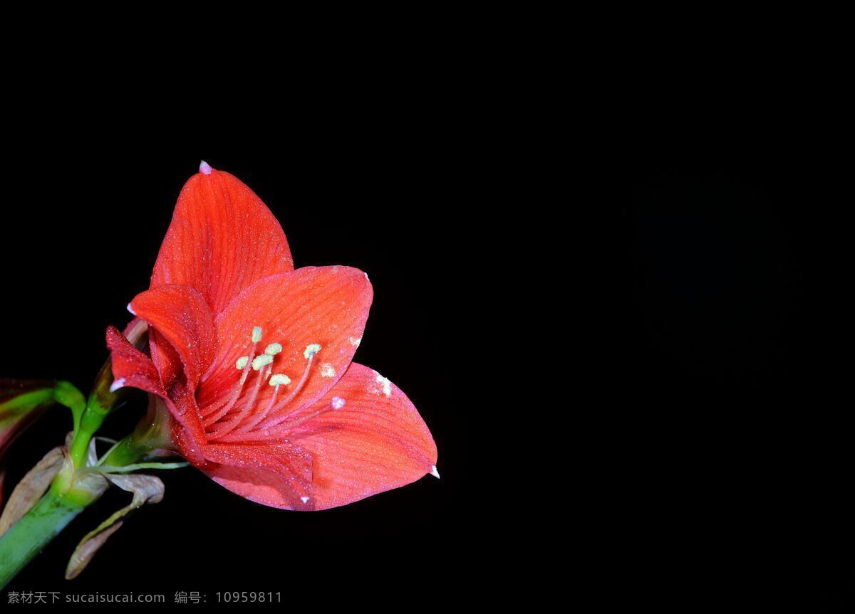 唯美 花 植物 自然 花卉 花朵 鲜花 朱顶红 红花 生物世界 花草