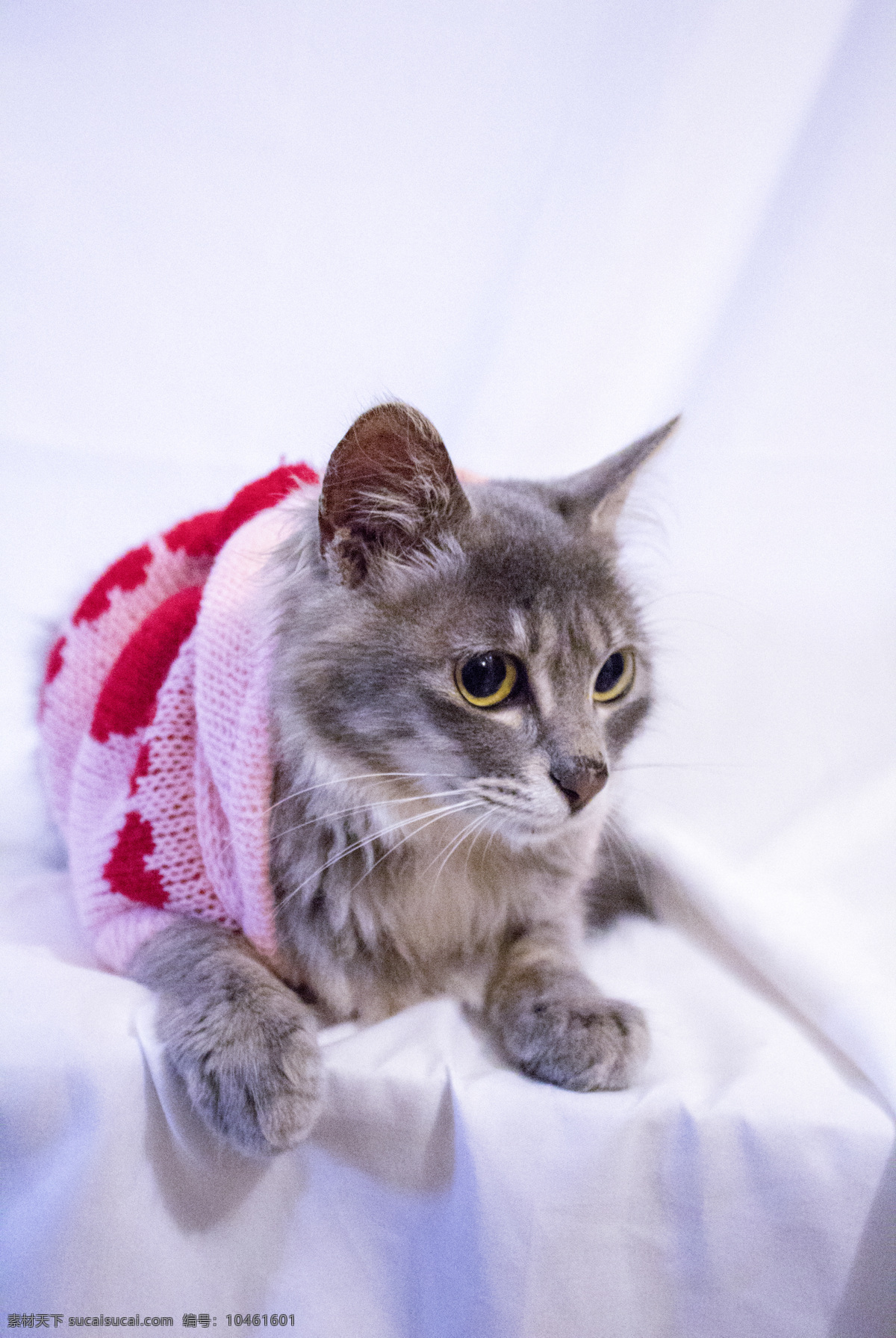 穿着 衣服 趴在 桌子 上 猫 猫咪 幼猫 狸花猫 宠物猫 宠物 萌宠 动物 猫科 灰猫 商用