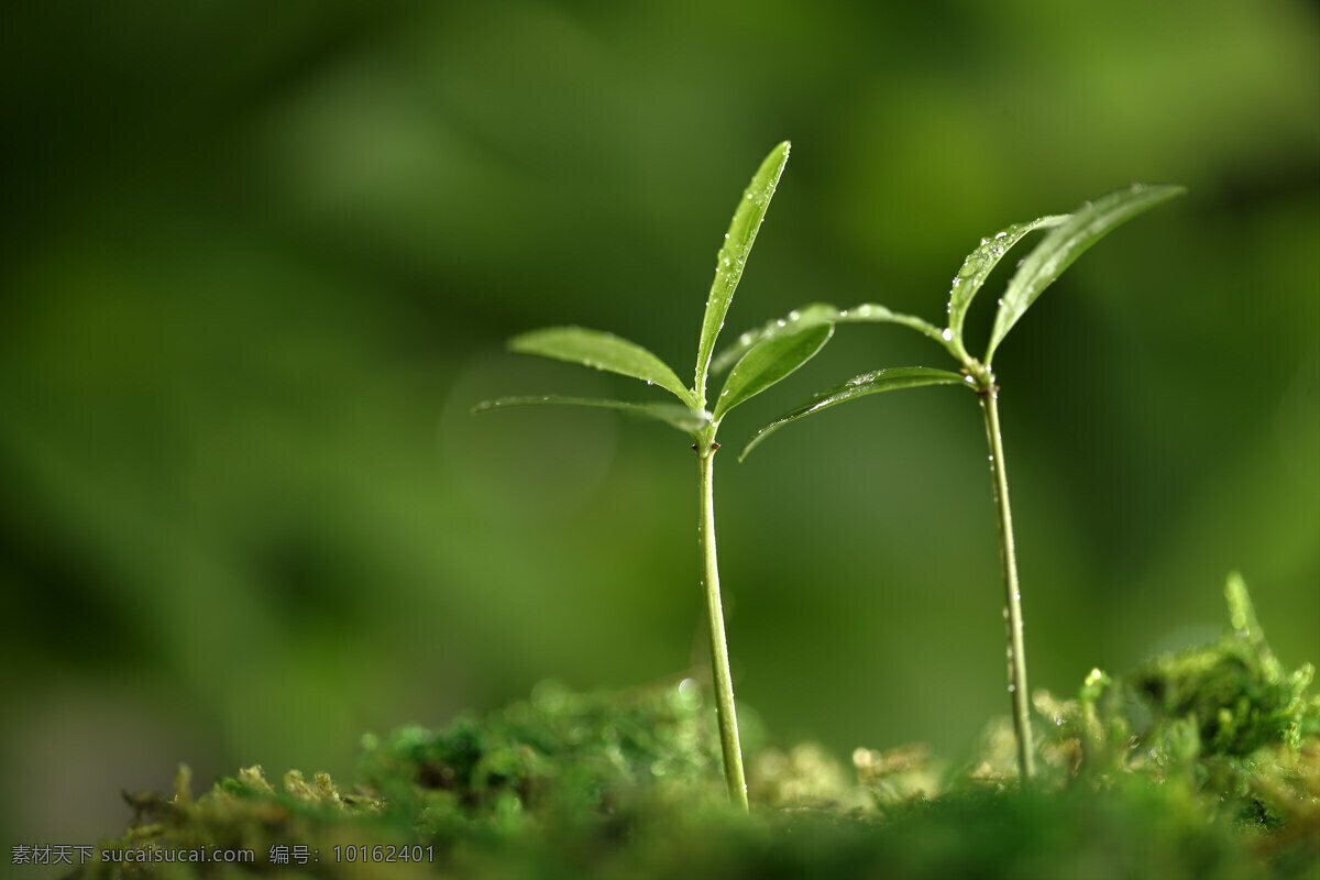 两 株 幼小 树苗 幼苗 植物 绿色 健康 成长 希望 清新 出土 新生 象征 种子 茁状成长 向上 破土 发芽 呵护 培养 土壤 生命力 高清图片 花草树木 生物世界