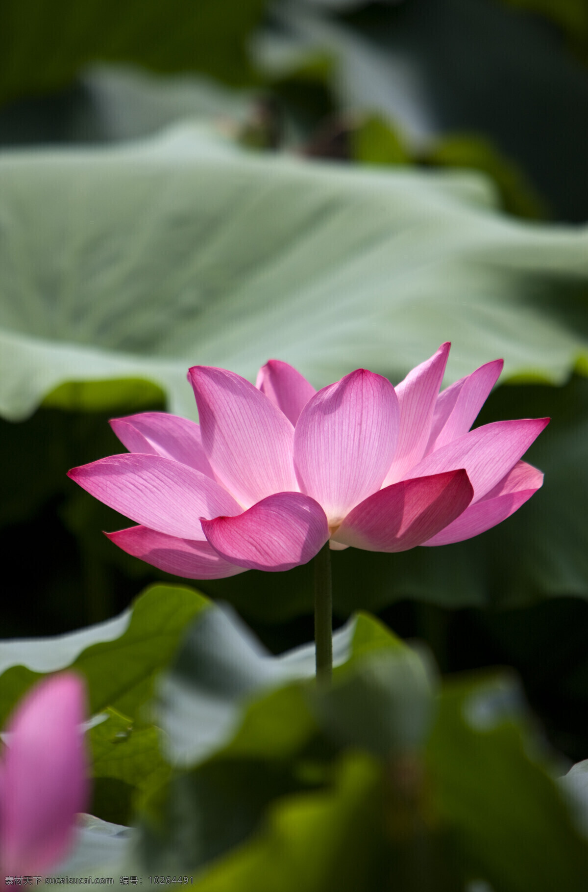 骄阳 下 粉色 荷花 特写 高清图片 竖构图 植物 日光 户外 清新 白昼 风景 莲花 圣洁 高洁 纤尘不染 阳 光 空气 花瓣 粉白色 荷叶 花茎 花苞 微距摄 影 花草树木 生物世界