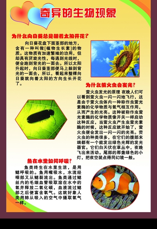 科学知识 奇异 生物 现象 图板设计 萤火虫 向日葵 鱼 水里 如何 呼吸 为什么 会 发光 总是 朝着 太阳 开花 小学生 知识 图板 副本 分层 源文件库