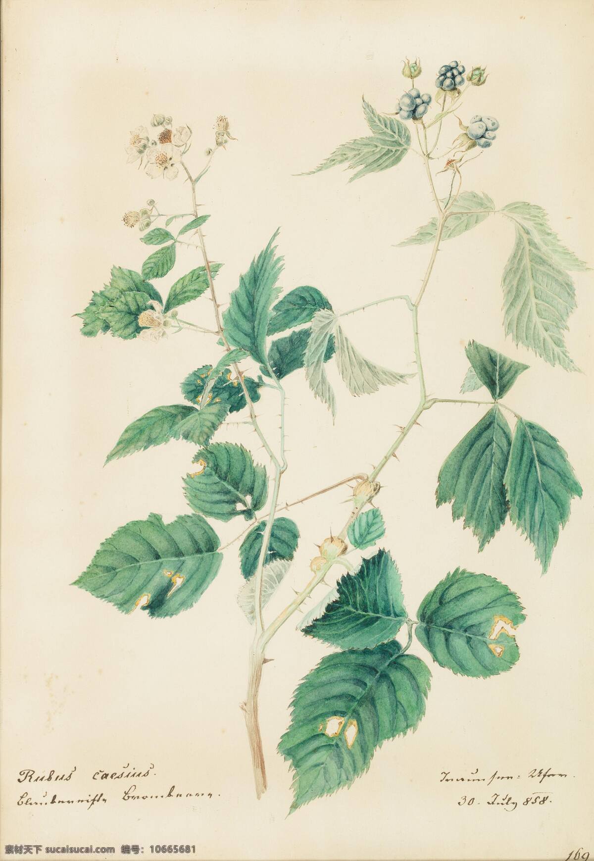 植物 奥地利画家 叶子 带刺 白色花朵 世纪 水彩画 文化艺术 绘画书法