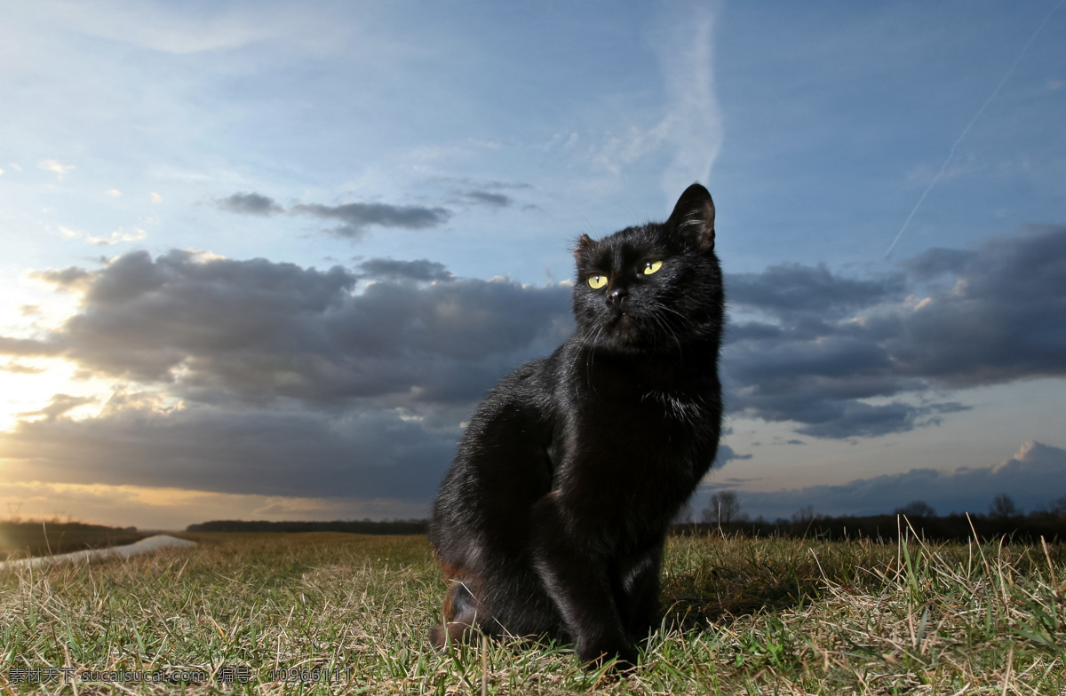 草地上的猫咪 小猫 黑猫 猫咪 萌宠 宠物猫 动物世界 可爱动物 陆地动物 生物世界 黑色