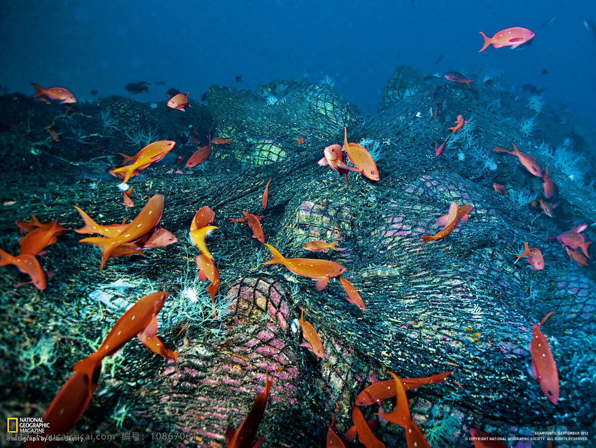 海底 世界 岛屿 海洋 海洋生物 清澈 珊瑚 生物 底世界 自然 鱼类 生物圈 植被 生物世界