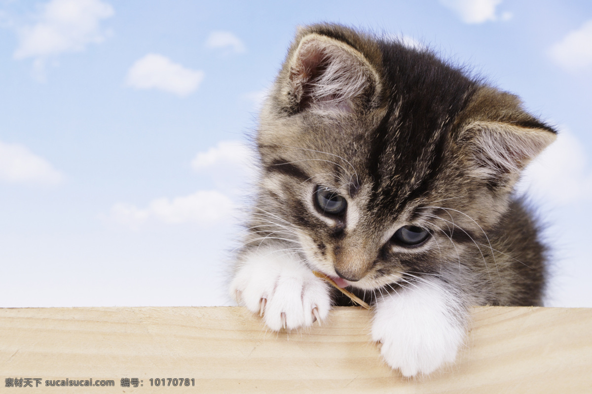 可爱 小 猫咪 小动物 宠物 小猫 小猫咪 摄影图 高清图片 猫咪图片 生物世界