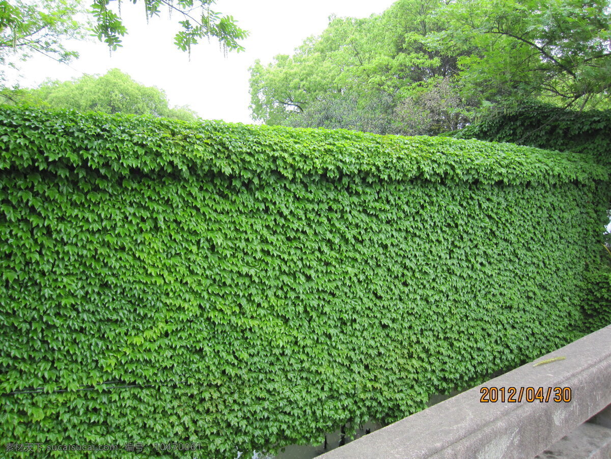 植物围墙 绿叶舒展 带来清新的风 绿叶 自然 美景 镜头中的世界 生物世界 树木树叶 爬山虎 建筑园林 园林建筑