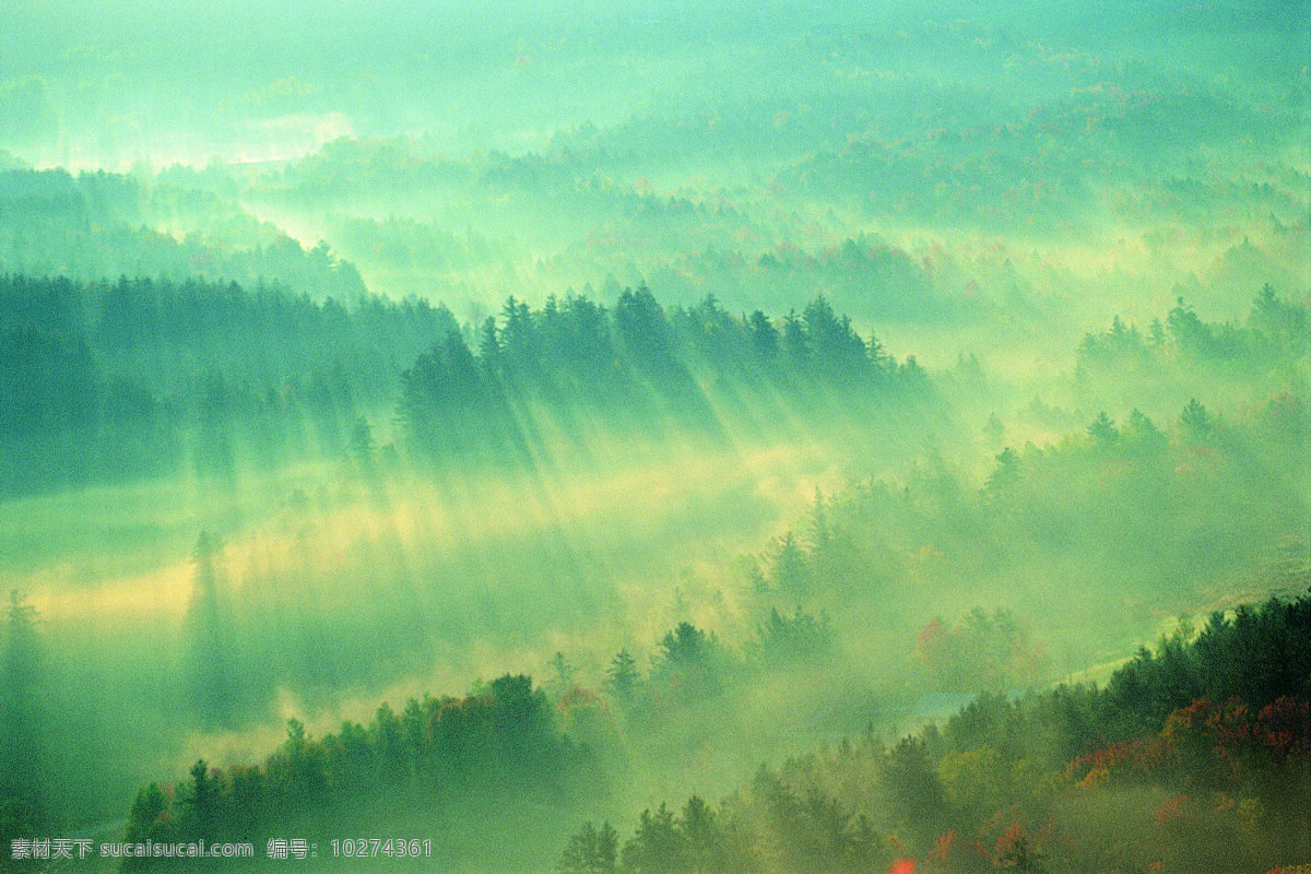 森林 风光 背景 风景 季节 旅游 森林风光 摄影图库 树 树林 树木 休闲 自然 自然风景 自然景观 生活 旅游餐饮