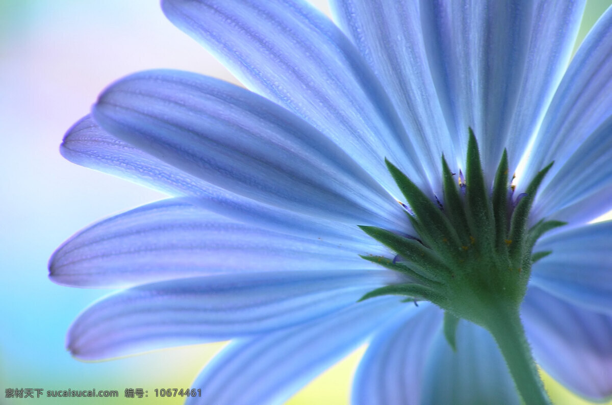 蓝色鲜花背景 春天花卉 鲜花背景 时尚花纹 花朵 底纹背景 花纹背景 花草树木 生物世界 蓝色