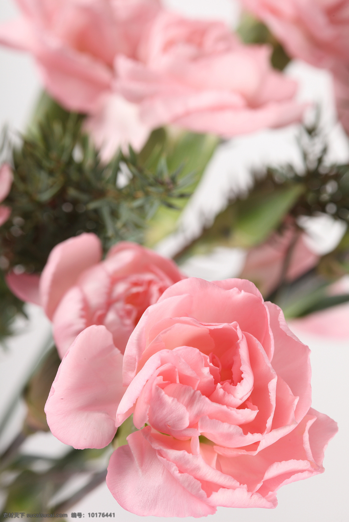 粉色康乃馨 康乃馨 植物花朵 美丽鲜花 漂亮花朵 花卉 鲜花摄影 花草树木 生物世界 粉色