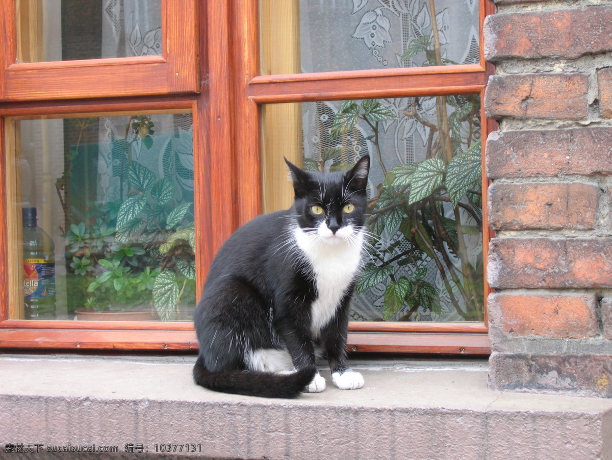 窗台上的黑猫 猫 黑猫 波斯猫 宠物 黑白色 猫图片 动物 家禽家畜 生物世界