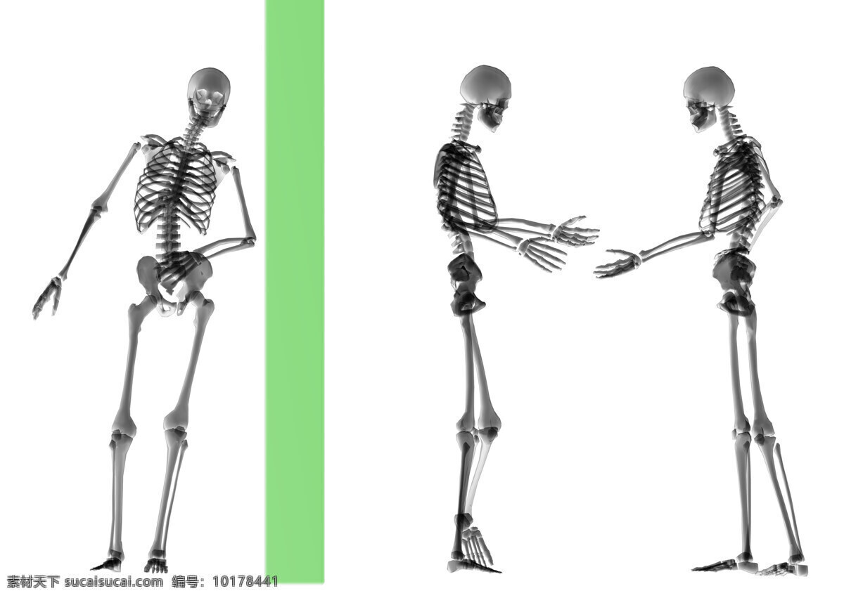 骷髅 模拟 骨骼 人体结构 骨头组织 其他类别 生活百科