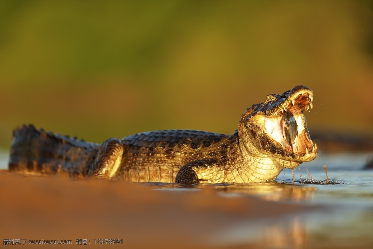 水里 张开 嘴 鳄鱼 水中生物 动物 野生动物 动物世界 动物摄影 生物世界