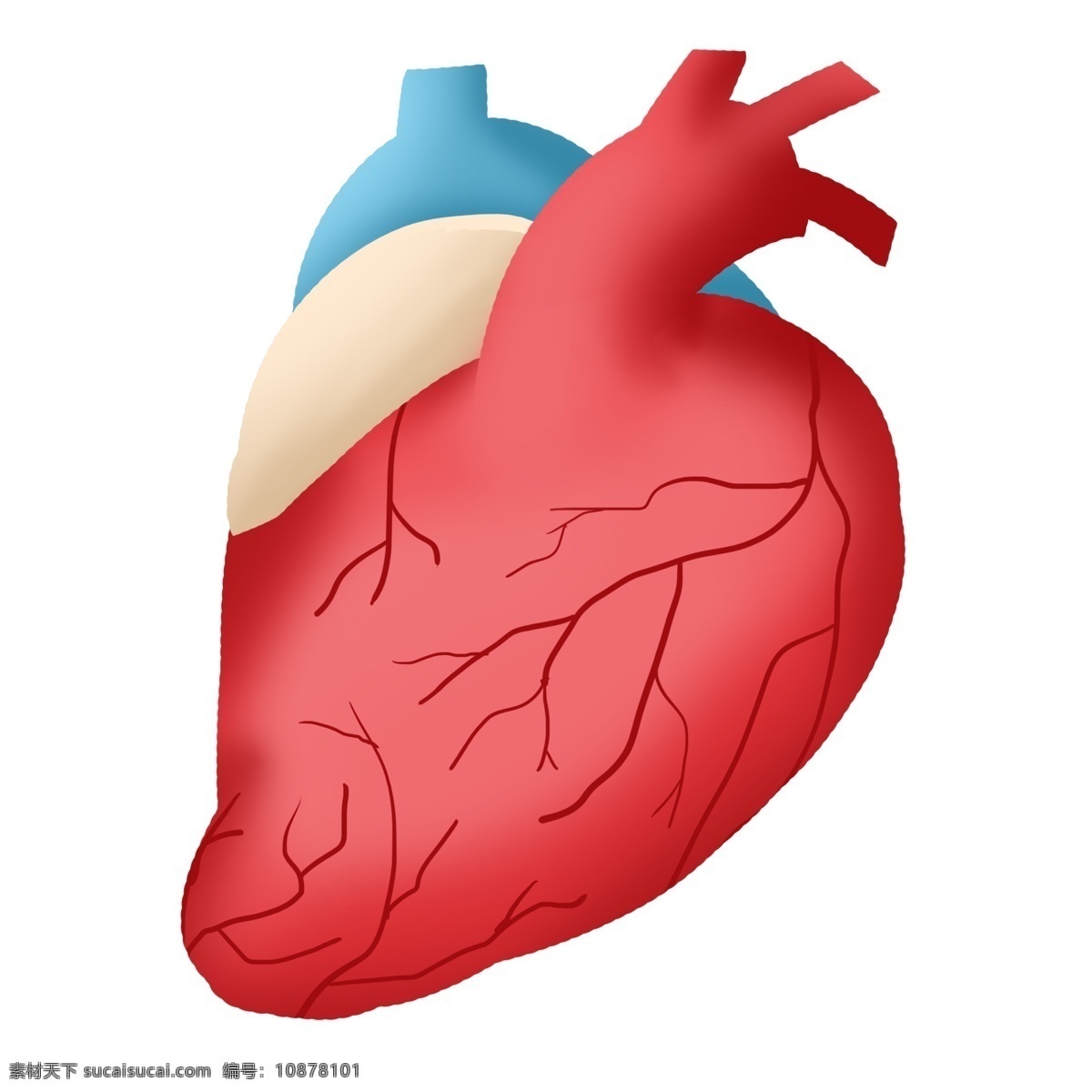 心脏人体器官 心脏 人体心脏 心